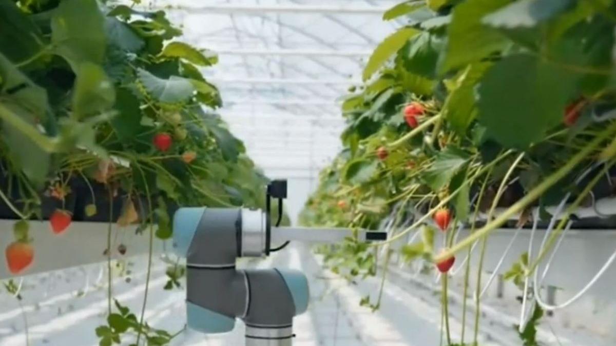 robotii revolutioneaza productie capsune cehia