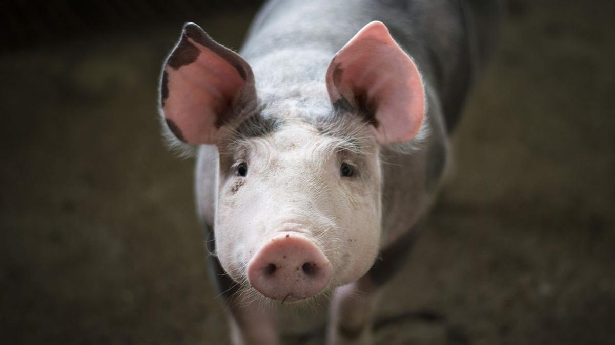 porci modificati genetic transplant organe japonia
