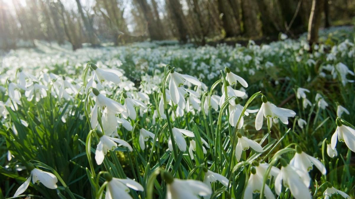 porgnoza meteo 1 8 martie romania primavara vreme calda
