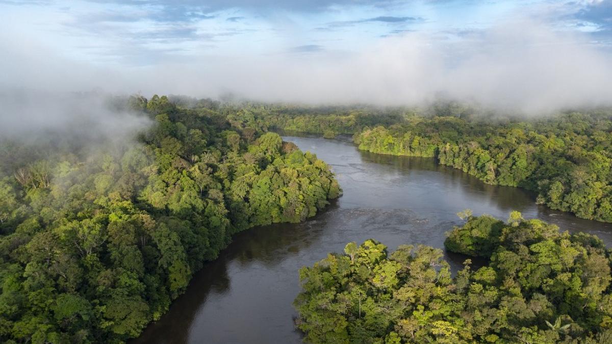padurea amazoniana punct ruptura colaps ecosisteme 2050 studiu