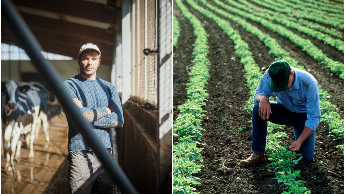 ajutor bani guvern fermieri romani anunt marcel ciolacu psd