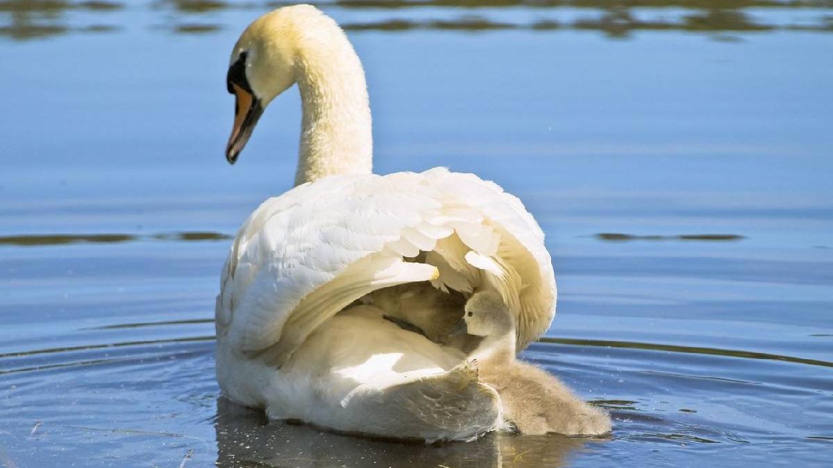 alerta bucuresti lebada moarta posibila gripa aviara