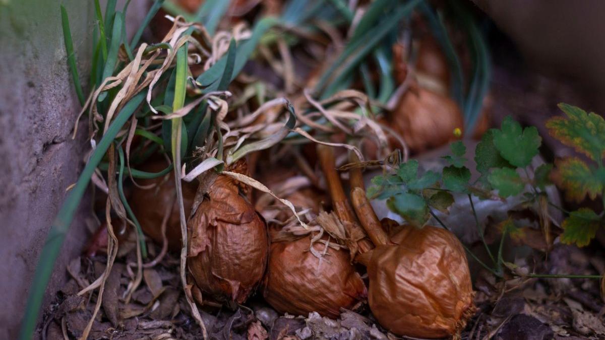 ceapa mica ieftina slaba calitate importata ucraina revolta gradinari romani