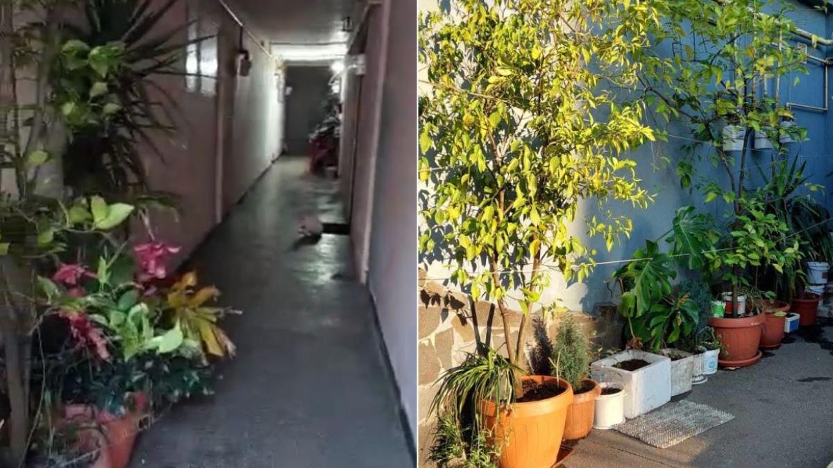 femeie baia mare amenda politia locala flori holul blocului