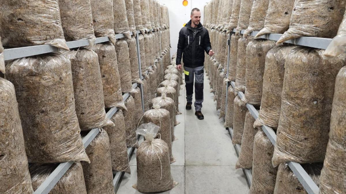 sibiu poplaca afacere ciuperci muntean