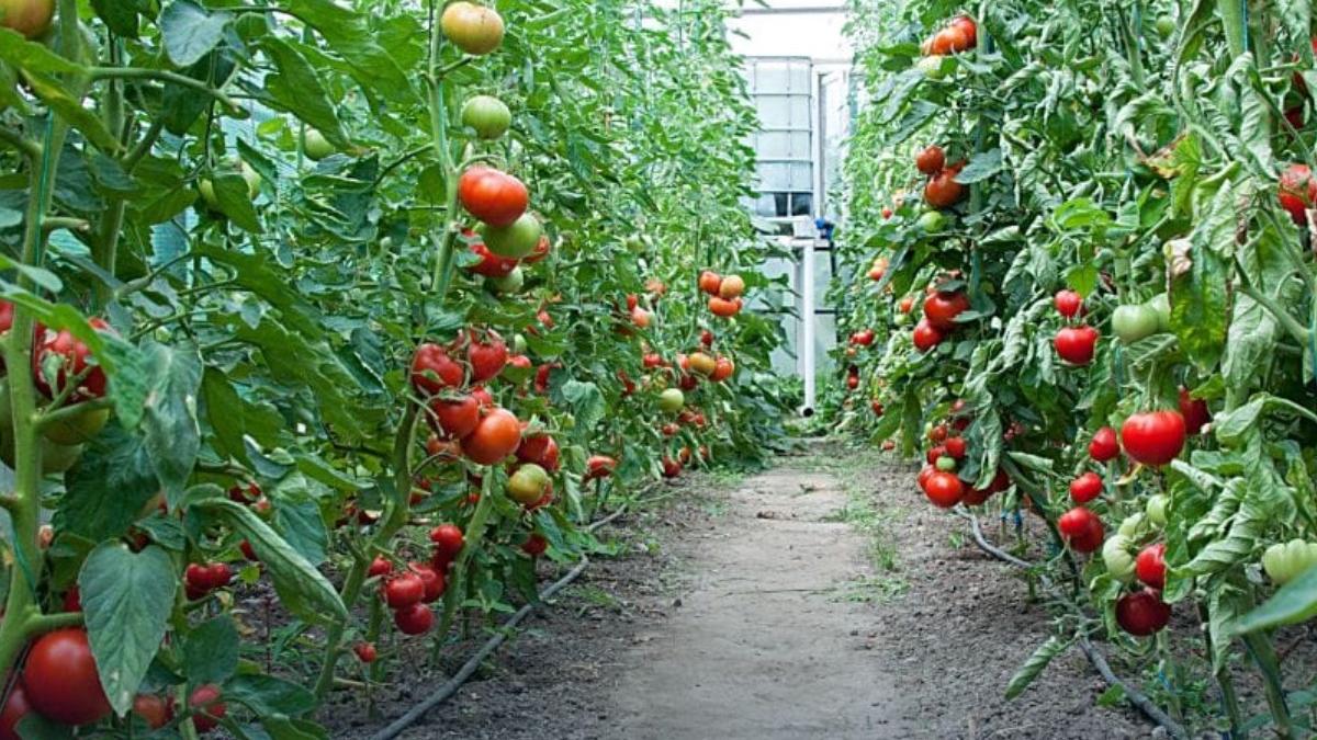 fermieri romani bani modificari subventii legumicultori