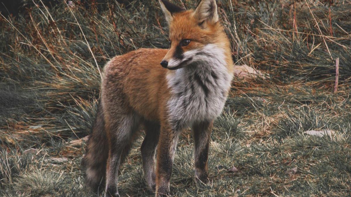 focar rabie romania ro alert