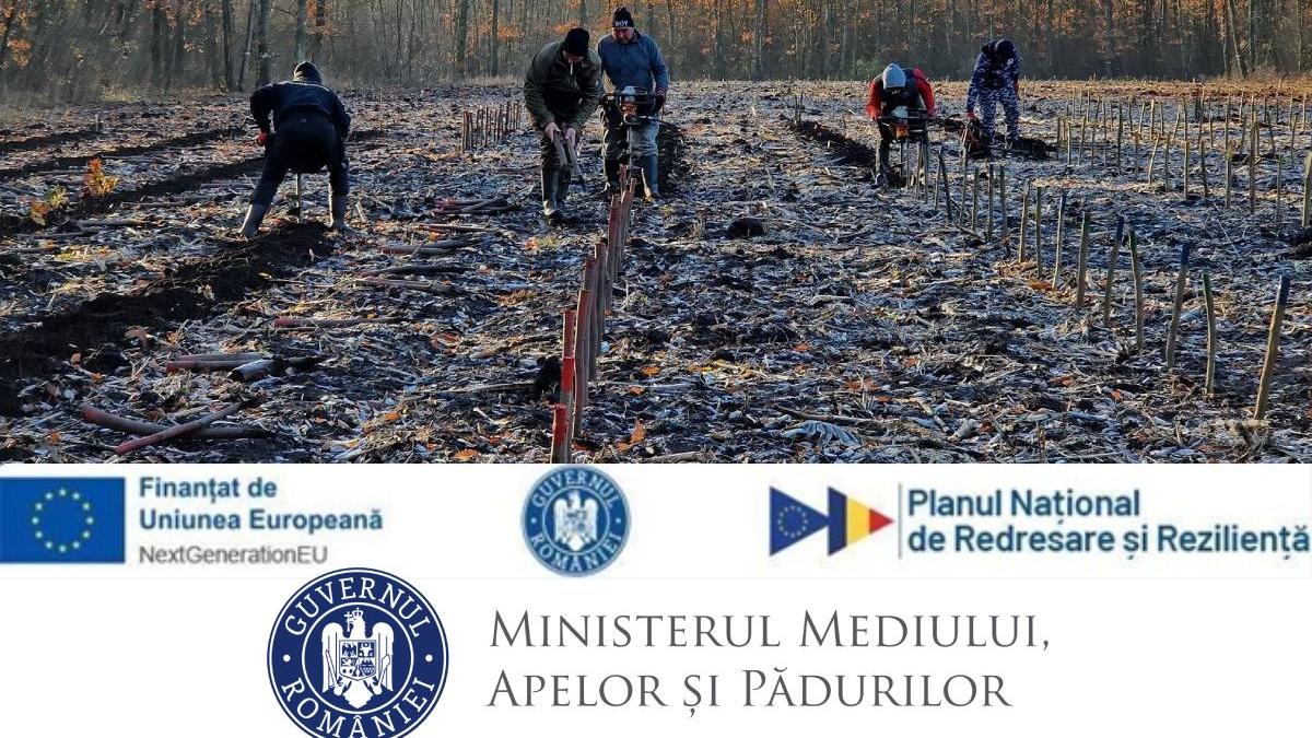 paduri noi gectare comuna marsani pnrr