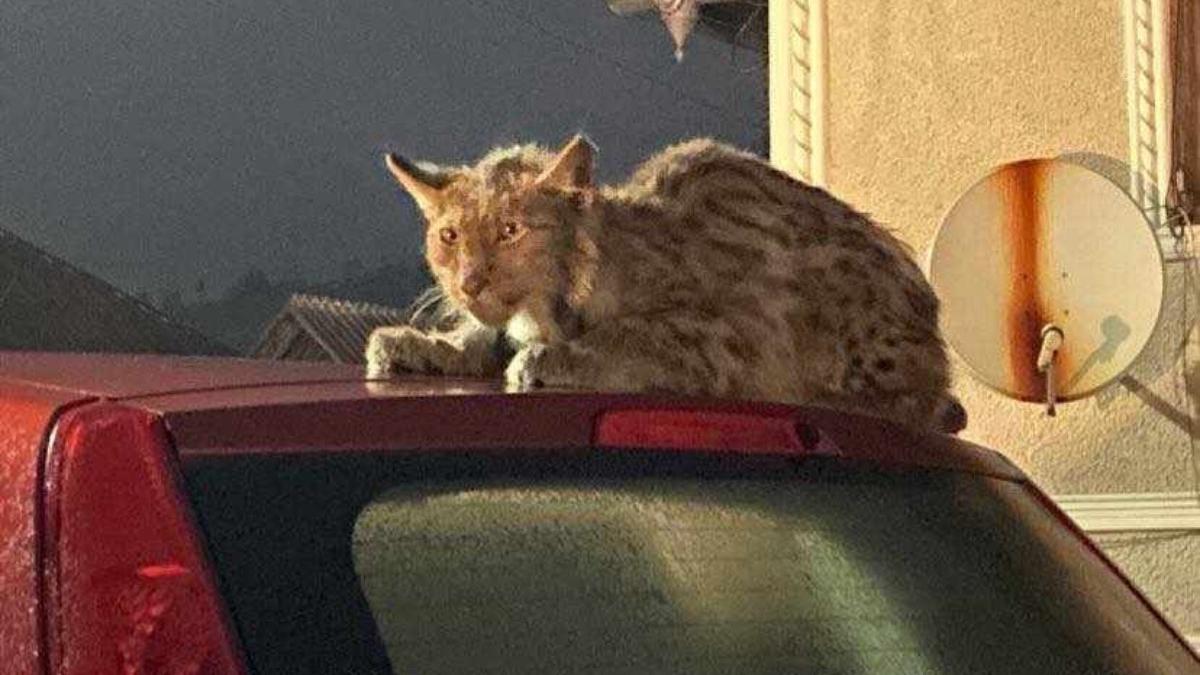 exenplar ras ghemuit masina bistrita nasaud