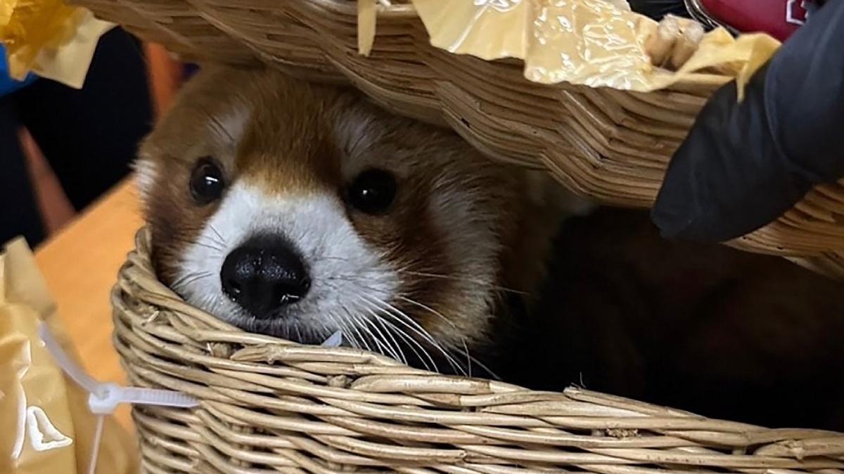 descoperire socanta aeroport thailanda peste 80 animale exotice bagaje 2 ursi