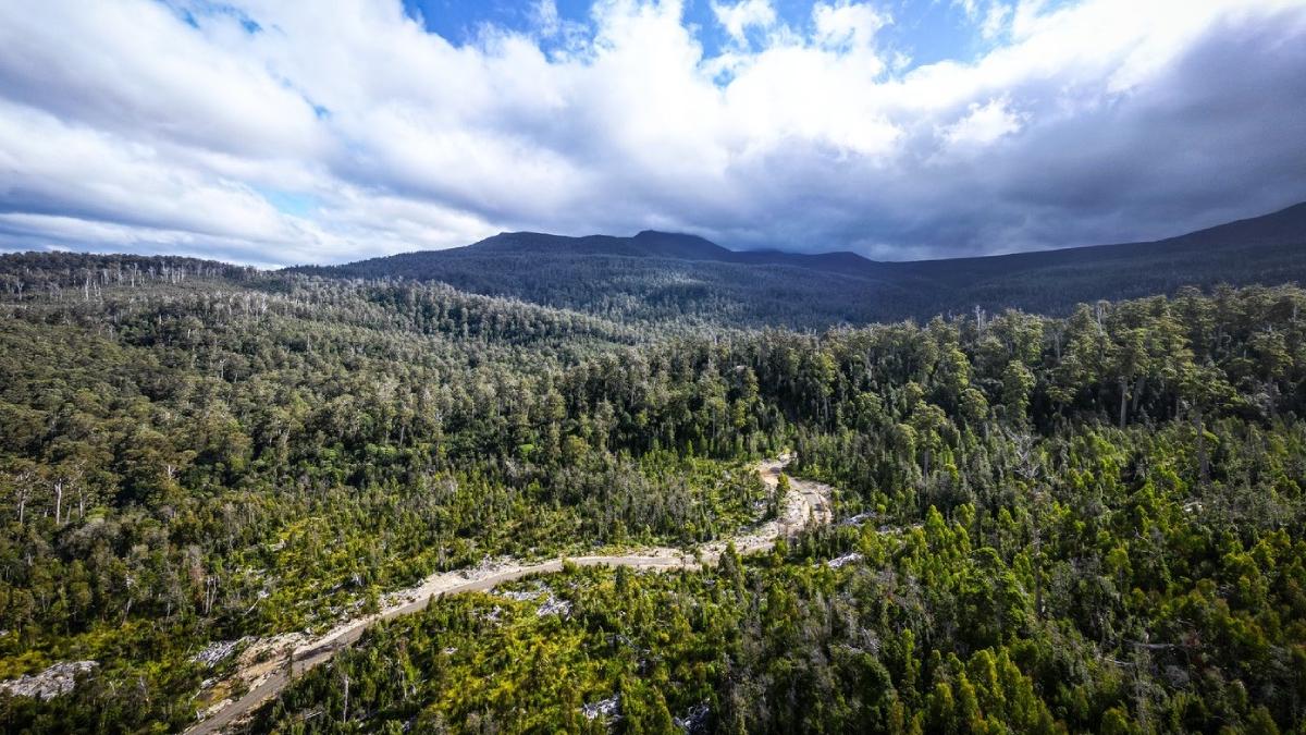 a fost descoperita cea mai veche padure din lume marea britanie