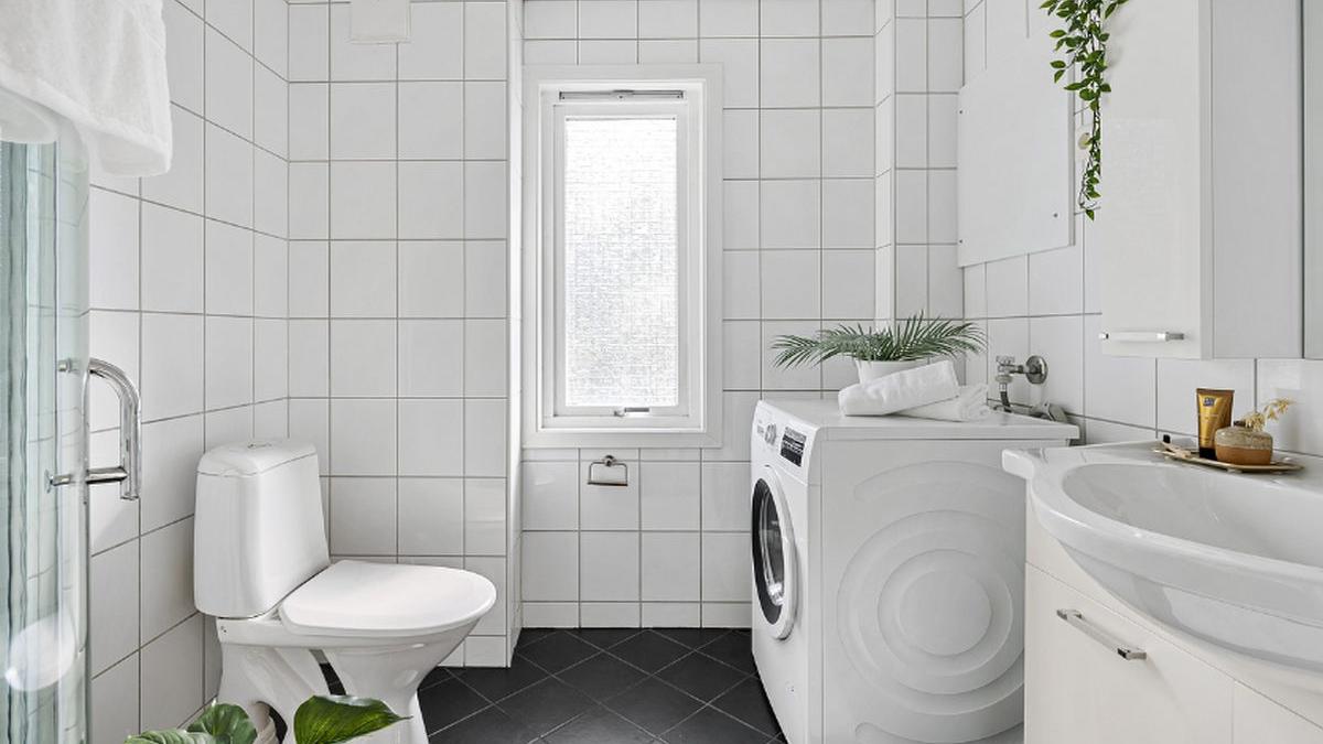 planta pothos baie noroc bani