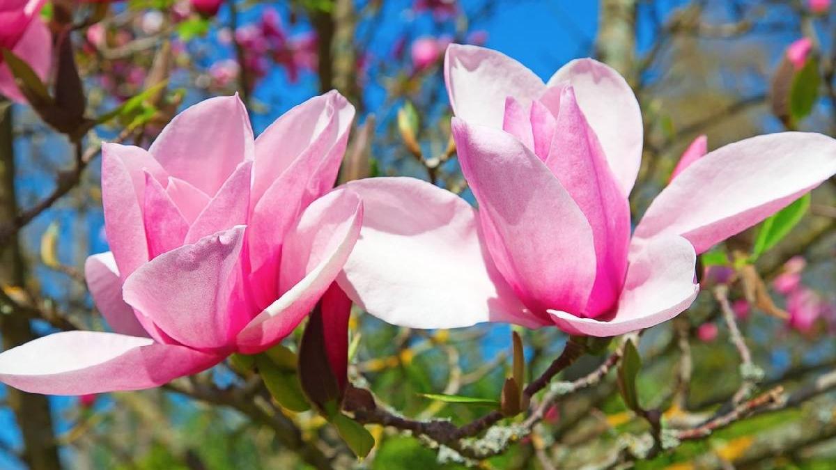 perioada ideala plantare magnolie secret gradinari succes garantat