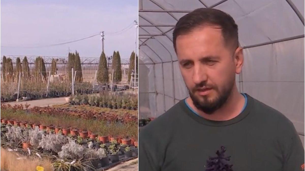 roman dat lovitura afacere tisau planta rara midnight blue 14 lei