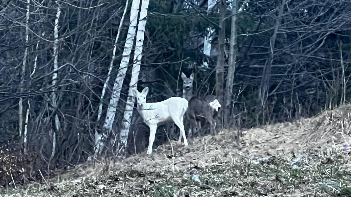 caprioara alba fotografiata jandarmi montani zona bran