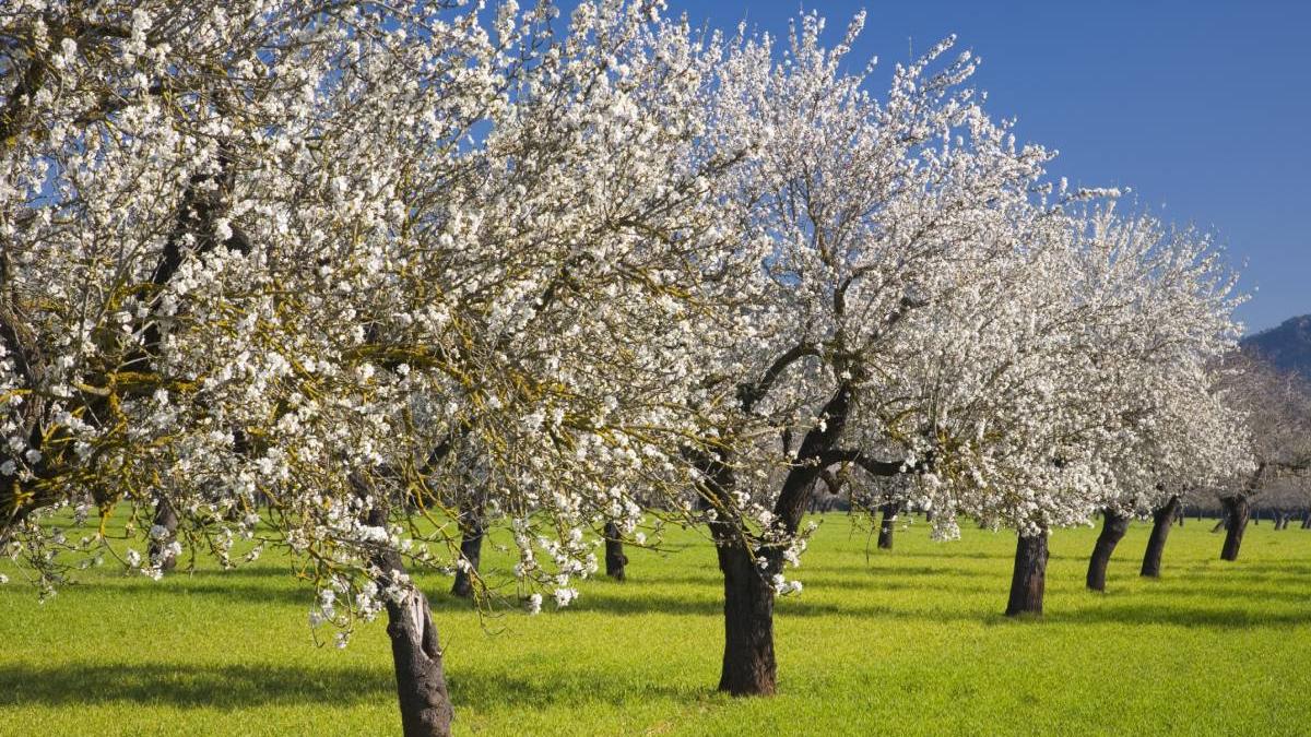 stropirea pomilor primavara solutii naturale
