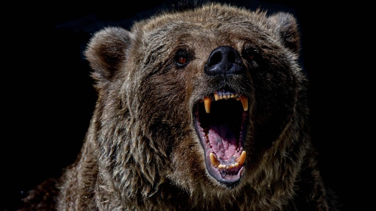 marturiile barbat atac urs muntii nemira