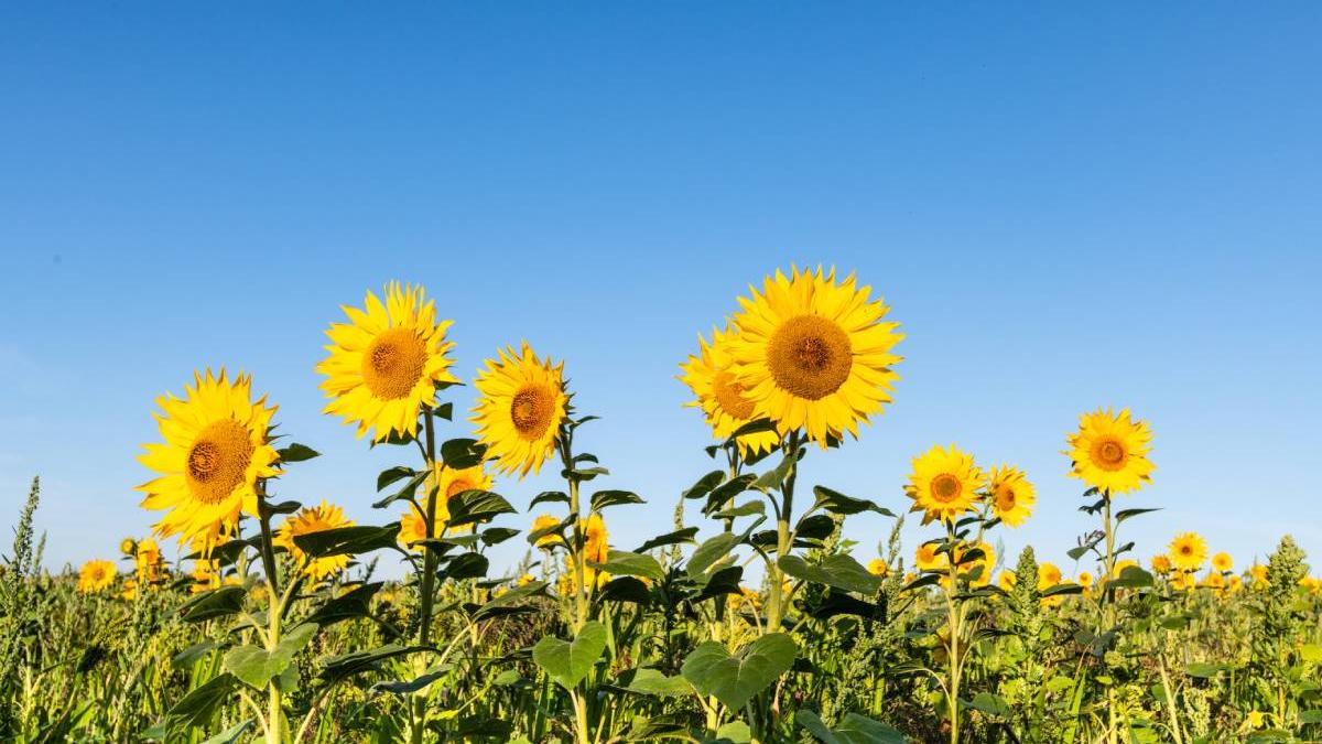 barbat arges inselat oameni floarea soarelui