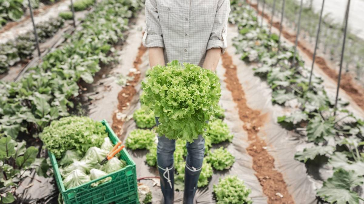 The most dangerous vegetables from Romanian greenhouses. What the report of the Directorate of