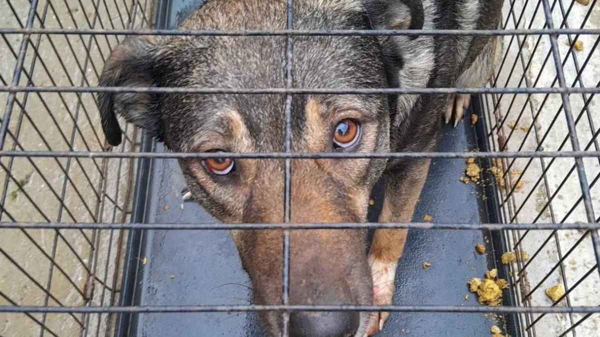 caine sarit etajul opt bloc hunedoara