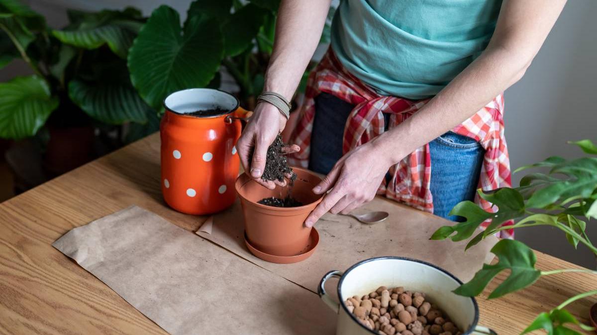 sare ghiveci plante trucuri