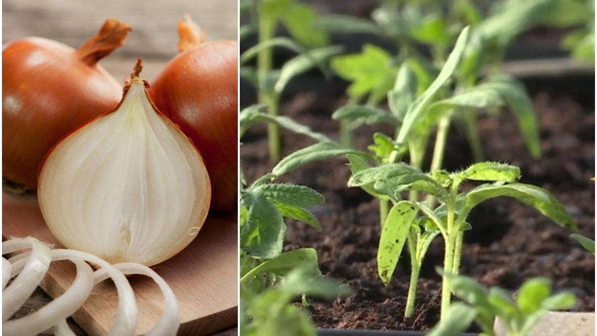 succes fermieri soiuri ceapa seminte arpagic statiune cercetare buzau