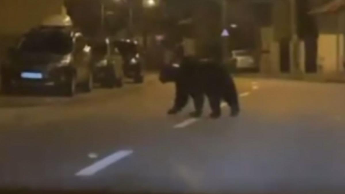 urs strazi ploiesti mesaj ro alert