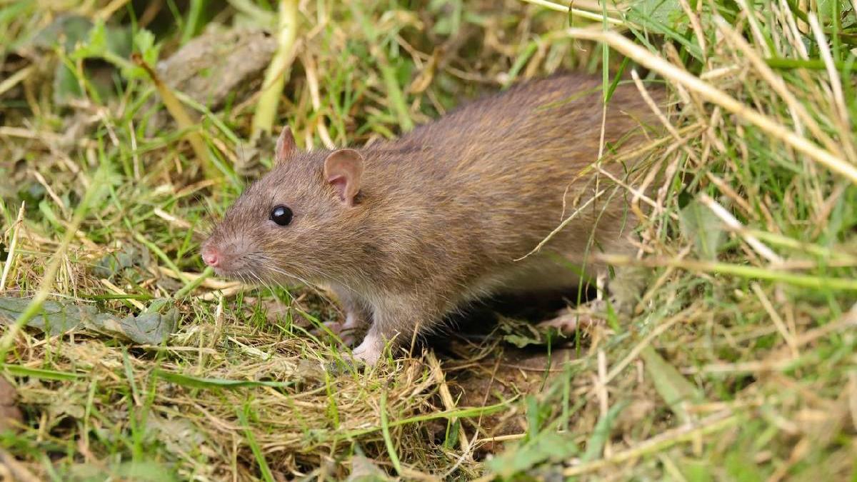 ce inseamna cand visezi soareci sobolani semn rau