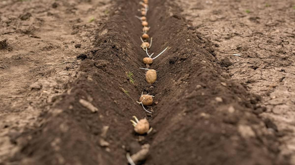 plantare cartofi gradina recolta