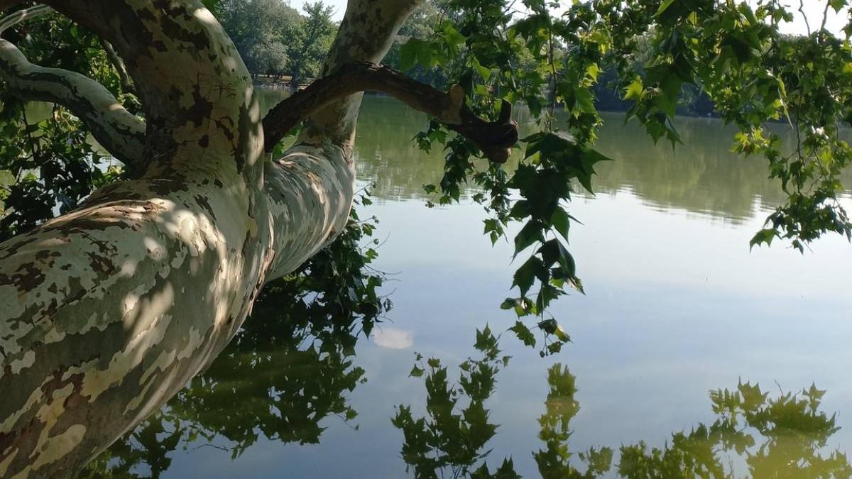 bai sovata descoperire mancare viitor alge