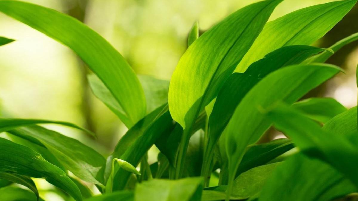 planta ajuta eliminare toxine organism comoara sanatate