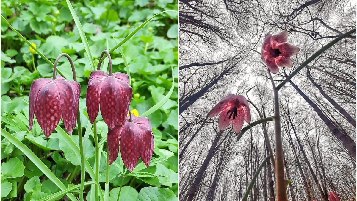 amenda lalea pestrita romsilva