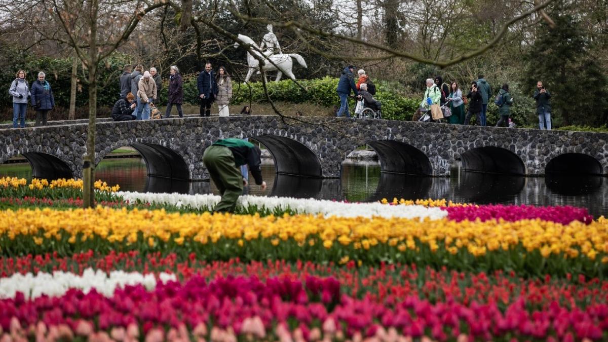 cea mai mare gradina lalele lume aniversare 75 ani imagini parcul keukenhof milioane flori