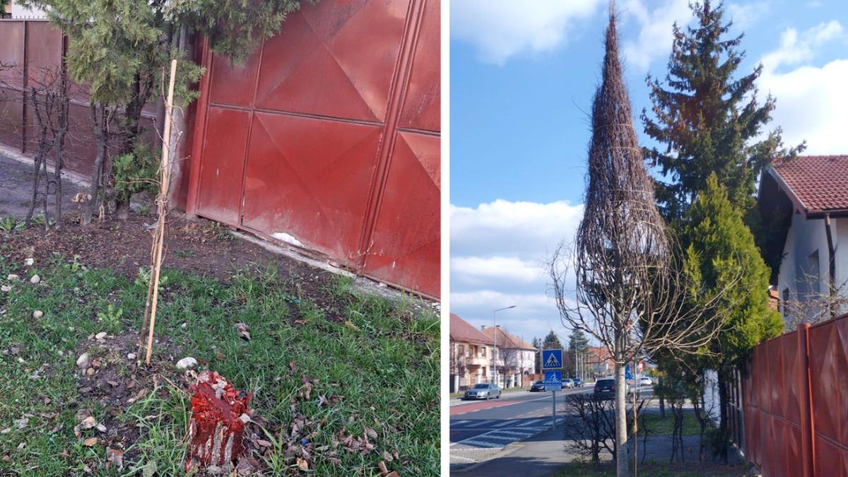 sibiu copac tei taiat amenda