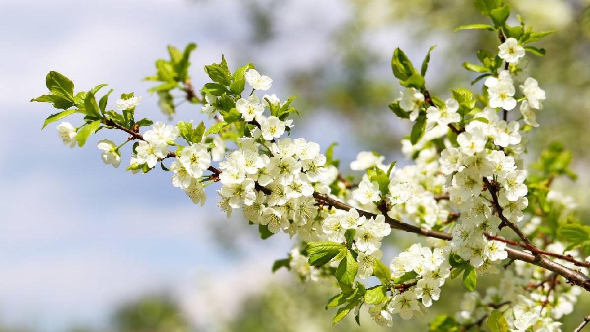 traditii obiceiuri buna vestire sare paine prag intrare casa