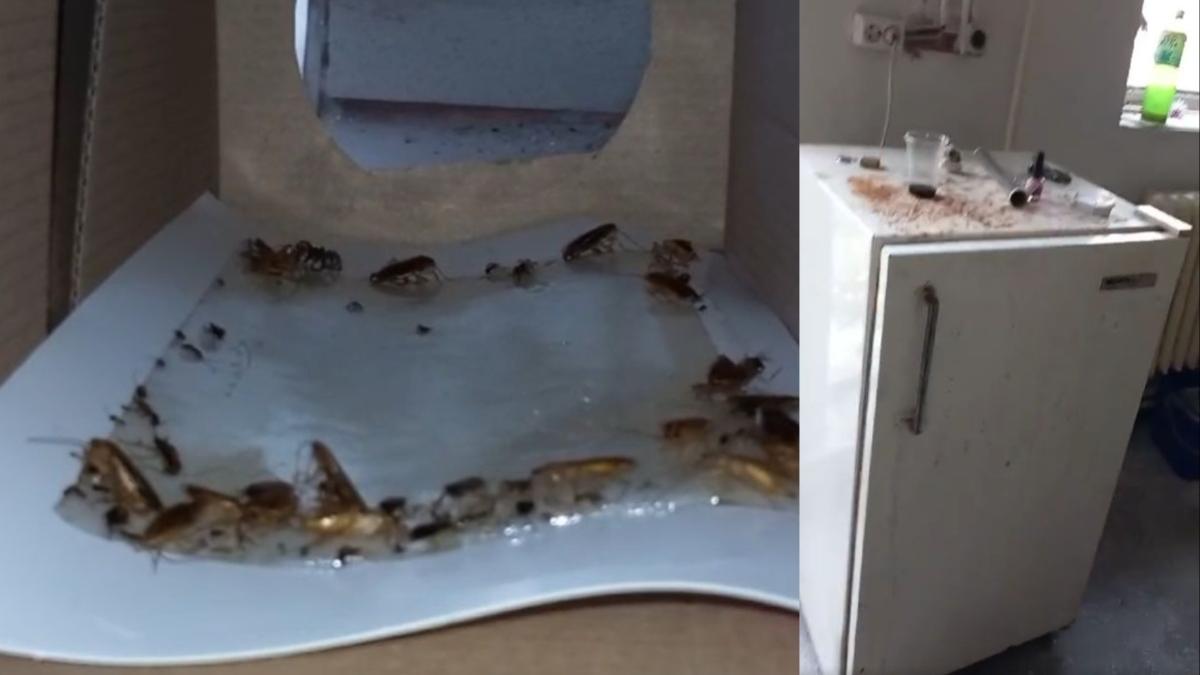 cantina liceu timisoara inspectori protectia consumatorului soareci gandaci