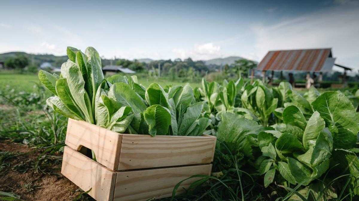 fermele mici scutite de controale si sanctiuni propunere dan motreanu