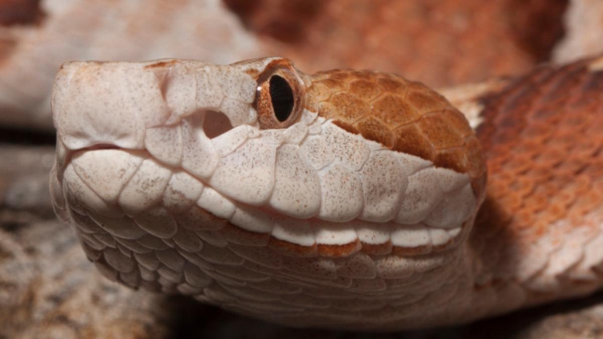 sofer hunedoara sarpe veninos masina apel 112 terariu cluj