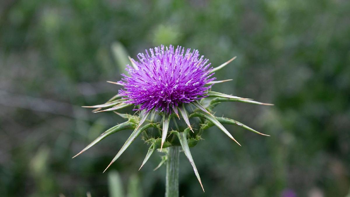 armurariu remediu natural pentru ficat sanatos