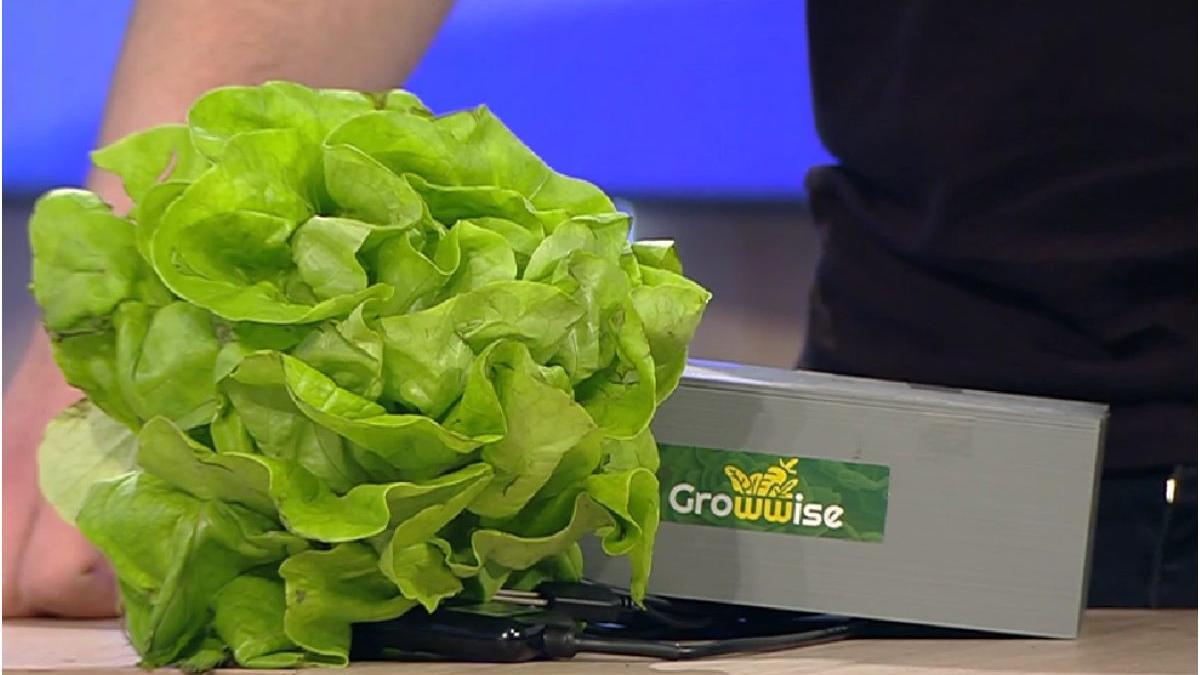 aplicatie monitorizare legume