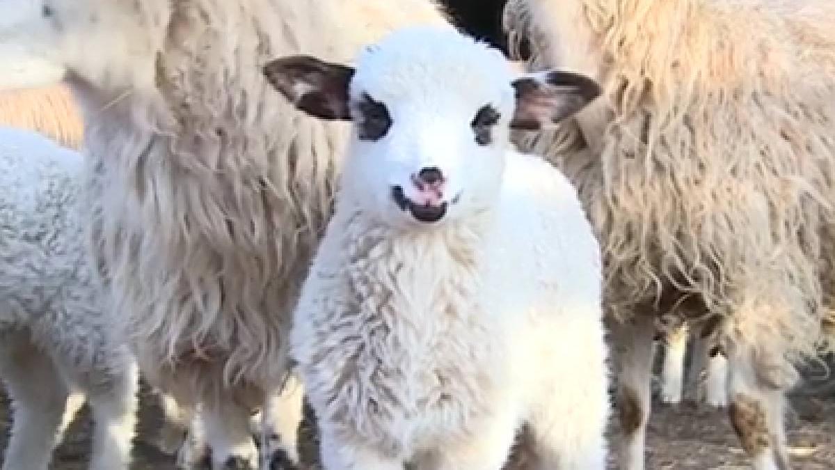 pret kilogram carne de miel 2024 paste