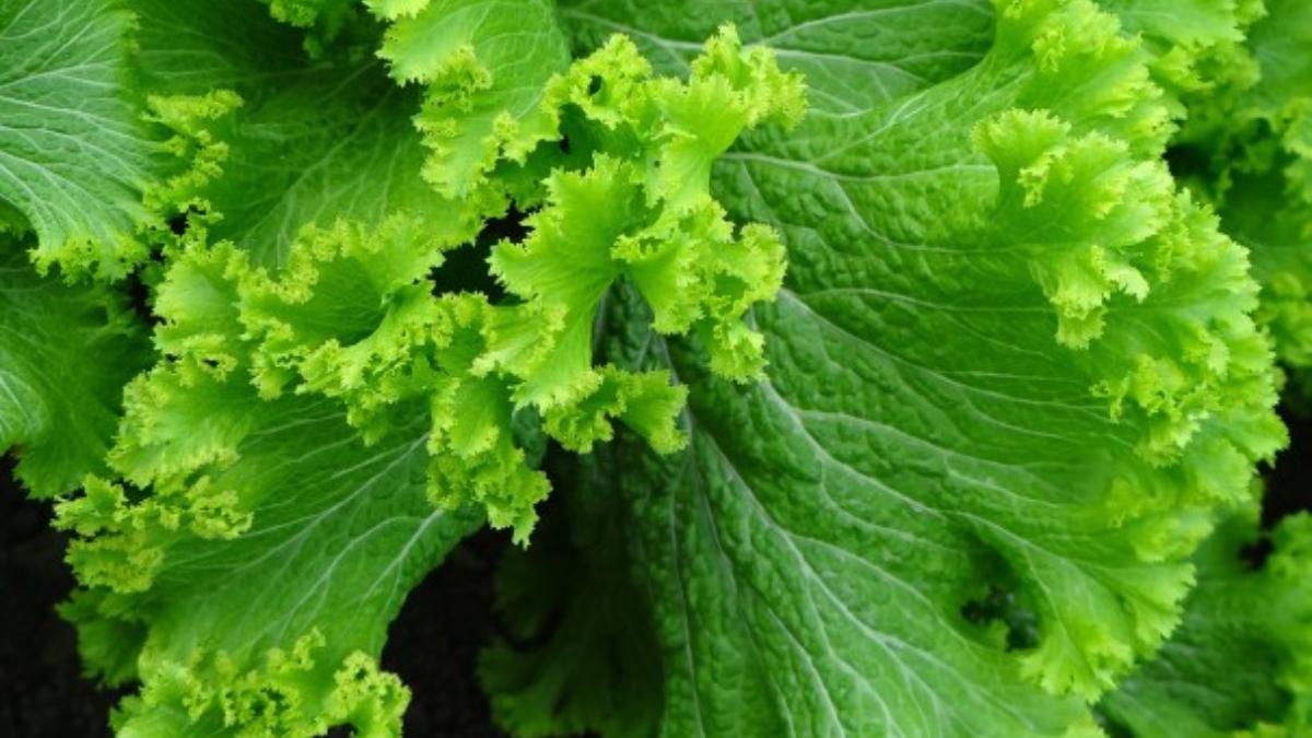 verdeata primavara beneficii minune sanatate poate trata dureri cap artroza tumori