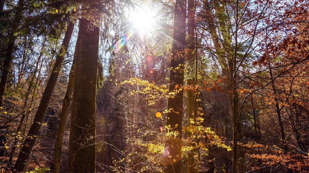 buncar secret construit sinaia acunde aur romania marturii localnici