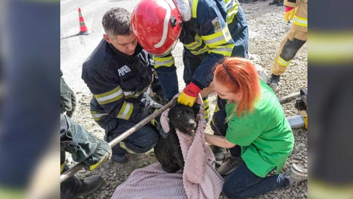 catelusa blocata conducata salvata pompieri iasi