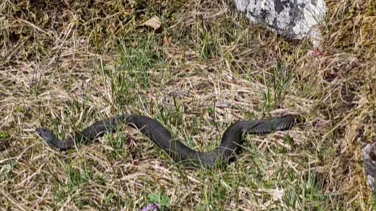 vipere turisti poiana ponor muntii apuseni