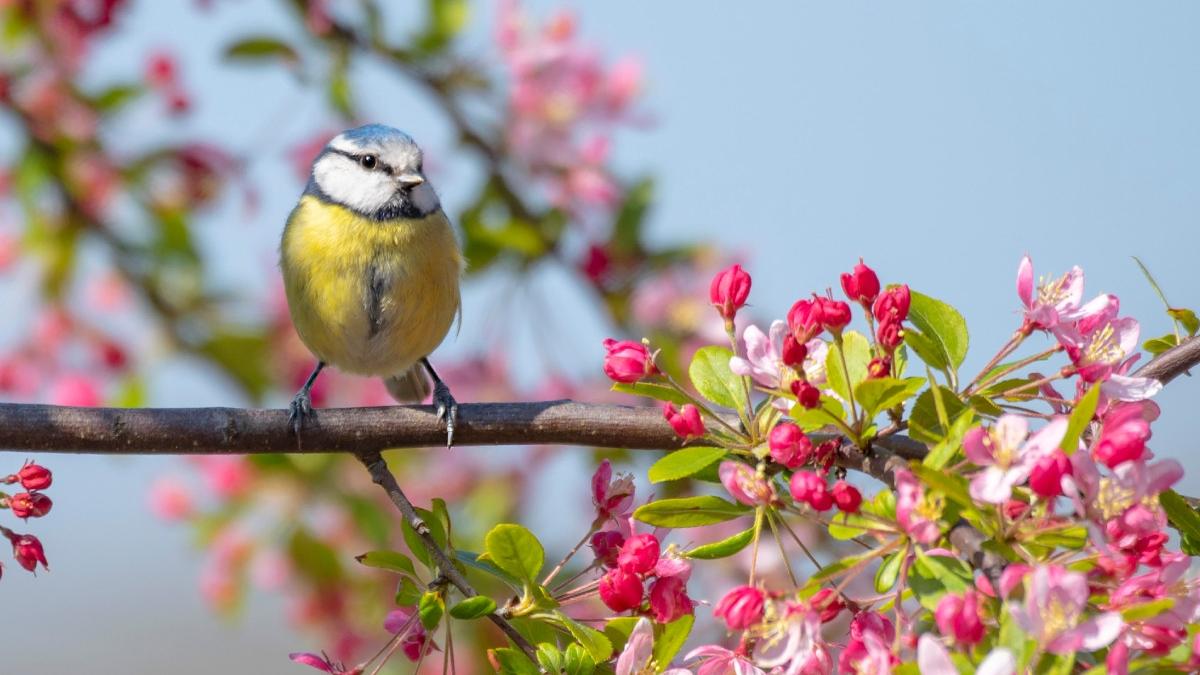 prognoza meteo anm aprilie 2024