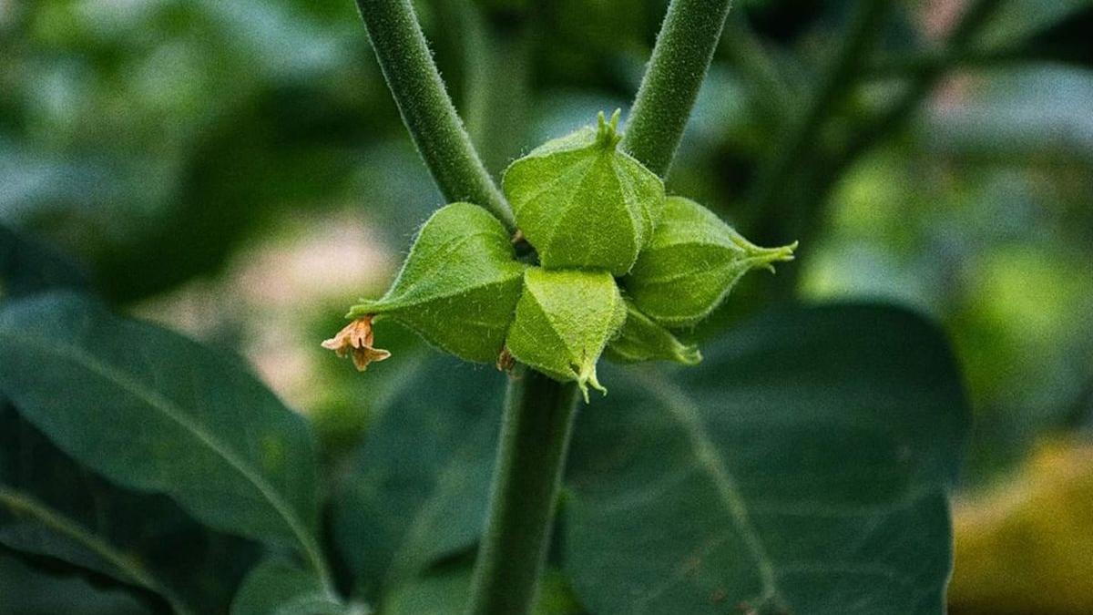 noua leguma aparut romania omologata statiunea cercetare dezvoltare legumicultura buzau