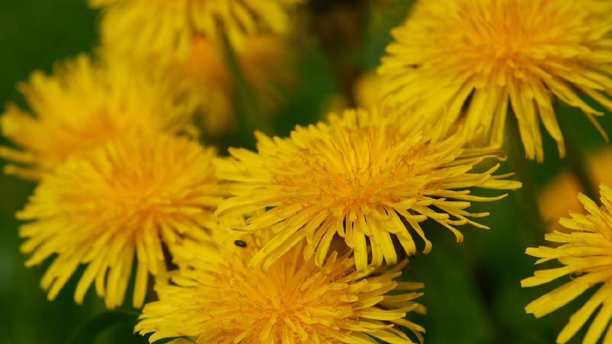 ceai papadie beneficii elimina toxine slabit