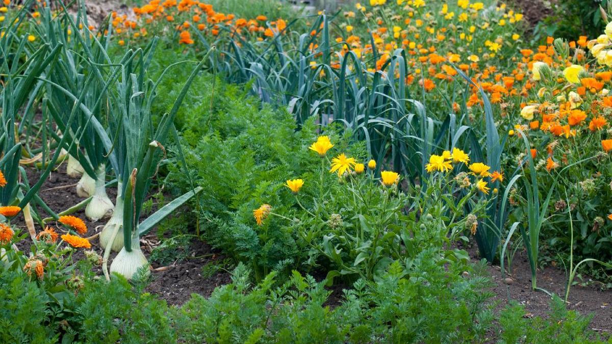flori protejeaza legume gradina daunatori romani trebuie stie
