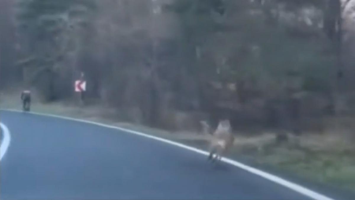 biciclist urmarit de lup poiana brasov